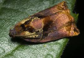 Attēlu rezultāti vaicājumam “Archips podana male”