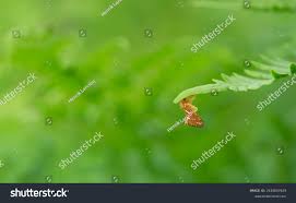 Attēlu rezultāti vaicājumam “Phymatopus hecta”