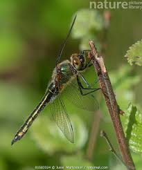 Attēlu rezultāti vaicājumam “Cordulia aenea”