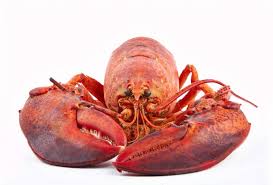 Image result for Homarus gammarus