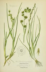 Attēlu rezultāti vaicājumam “Scheuchzeria palustris”