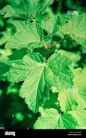 Attēlu rezultāti vaicājumam “Ribes rubrum leaf”