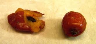 Attēlu rezultāti vaicājumam “Sorbus intermedia fruit”