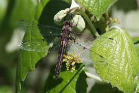 Attēlu rezultāti vaicājumam “Cordulidae”
