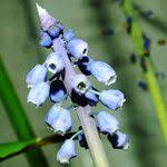 Attēlu rezultāti vaicājumam “Muscari botryoides leaf”