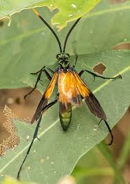 Attēlu rezultāti vaicājumam “Pompilidae”