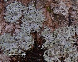 Attēlu rezultāti vaicājumam “Physcia tenella”