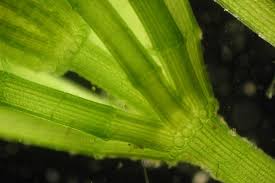 Attēlu rezultāti vaicājumam “Chara globularis”