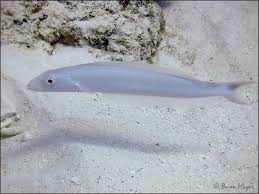 Image result for Malacanthus plumieri