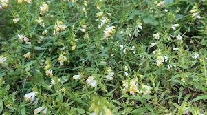 Attēlu rezultāti vaicājumam “Melampyrum pratense leaf”