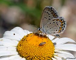 Attēlu rezultāti vaicājumam “Plebejus argus / Plebejus idas”