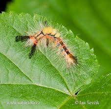 Attēlu rezultāti vaicājumam “Orgyia antiqua”