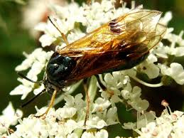 Attēlu rezultāti vaicājumam “Arge ustulata”