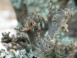 Attēlu rezultāti vaicājumam “Pseudevernia furfuracea”