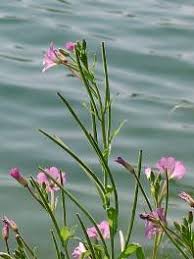 Image result for Weidenröschen