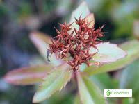 Attēlu rezultāti vaicājumam “Sedum aizoon fruit”