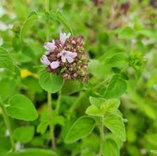 Attēlu rezultāti vaicājumam “Origanum vulgare leaf”