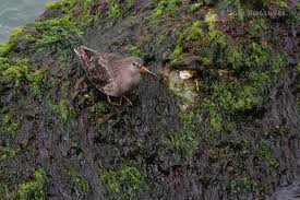 Attēlu rezultāti vaicājumam “Calidris maritima adult”