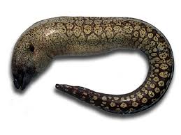 Image result for Muraena helena