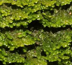 Attēlu rezultāti vaicājumam “Porella platyphylla”