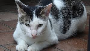 猫次郎에 대한 이미지 검색결과