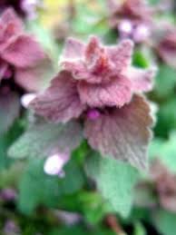 Attēlu rezultāti vaicājumam “Lamium purpureum”