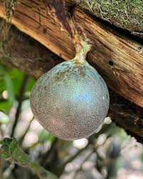 Attēlu rezultāti vaicājumam “Lycogala cf. fossiculatum young”