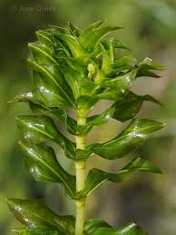 Attēlu rezultāti vaicājumam “Potamogeton perfoliatus”