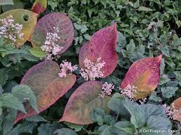 Attēlu rezultāti vaicājumam “Reynoutria japonica”