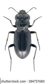 Attēlu rezultāti vaicājumam “Notiophilus palustris”