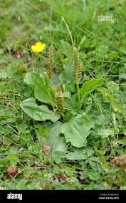 Attēlu rezultāti vaicājumam “Plantago major flower”