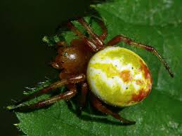 Attēlu rezultāti vaicājumam “Araniella”