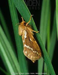 Attēlu rezultāti vaicājumam “Hepialus lupulinus”