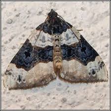 Attēlu rezultāti vaicājumam “Cosmorhoe ocellata”