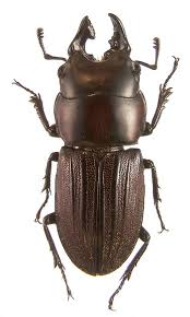 Attēlu rezultāti vaicājumam “Lucanidae”