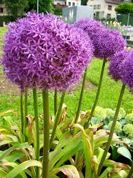 Image result for Zierlauch