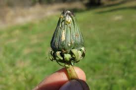 Attēlu rezultāti vaicājumam “Taraxacum officinale aggr.”