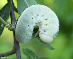 Attēlu rezultāti vaicājumam “Cimbex femoratus larva”