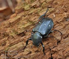 Attēlu rezultāti vaicājumam “Gnorimus variabilis”