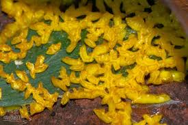 Attēlu rezultāti vaicājumam “Physarum, Nannengaella sp.”