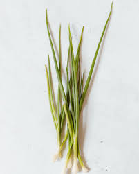 Image result for Schnittlauch