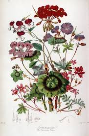 Attēlu rezultāti vaicājumam “Geraniaceae”