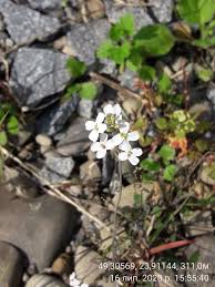 Attēlu rezultāti vaicājumam “Cardaminopsis arenosa fruit”