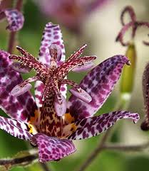 Image result for Tricyrtis `Black Beauty`
