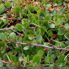 Attēlu rezultāti vaicājumam “Betula nana leaf”