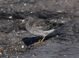 Attēlu rezultāti vaicājumam “Calidris maritima”