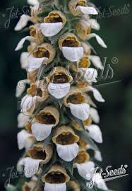 Image result for Digitalis lanata
