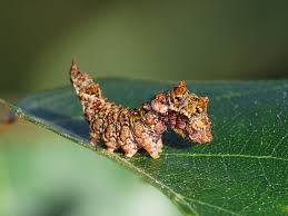 Attēlu rezultāti vaicājumam “Falcaria lacertinaria”