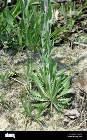 Attēlu rezultāti vaicājumam “Arabis glabra”