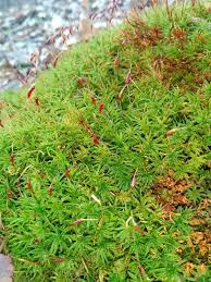 Attēlu rezultāti vaicājumam “Atrichum flavisetum”